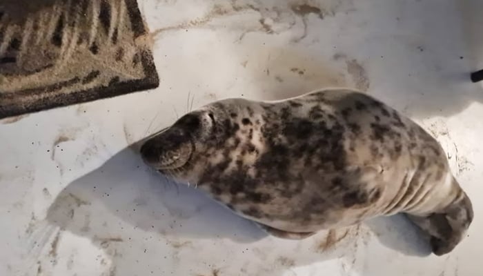 The seal found by a woman in her room in a Dutch hotel on February 5, 2025. - Facebook / Stichting Dierenwelzijn Zeeland