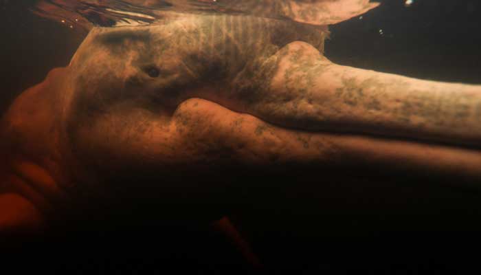 A dolphin of the Red River (Inia Geoffrensis) is represented during a session led by the physiotherapist Igor Simoes Andrade with young disabled on the Rio Negro river in Iranduba, Amazonas State, Brazil. - AFP