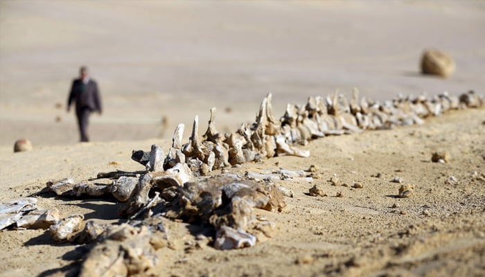 General view of the Wadi al -Hitan nature reserve area, taken on January 14, 2016. - Reuters