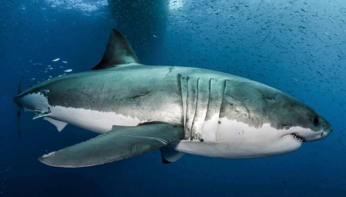 A large white shark is seen in the waters near the island of Guadalupe off the coast of Mexico in this photo of 2012 document obtained by Reuters on February 18, 2019. - Reuters