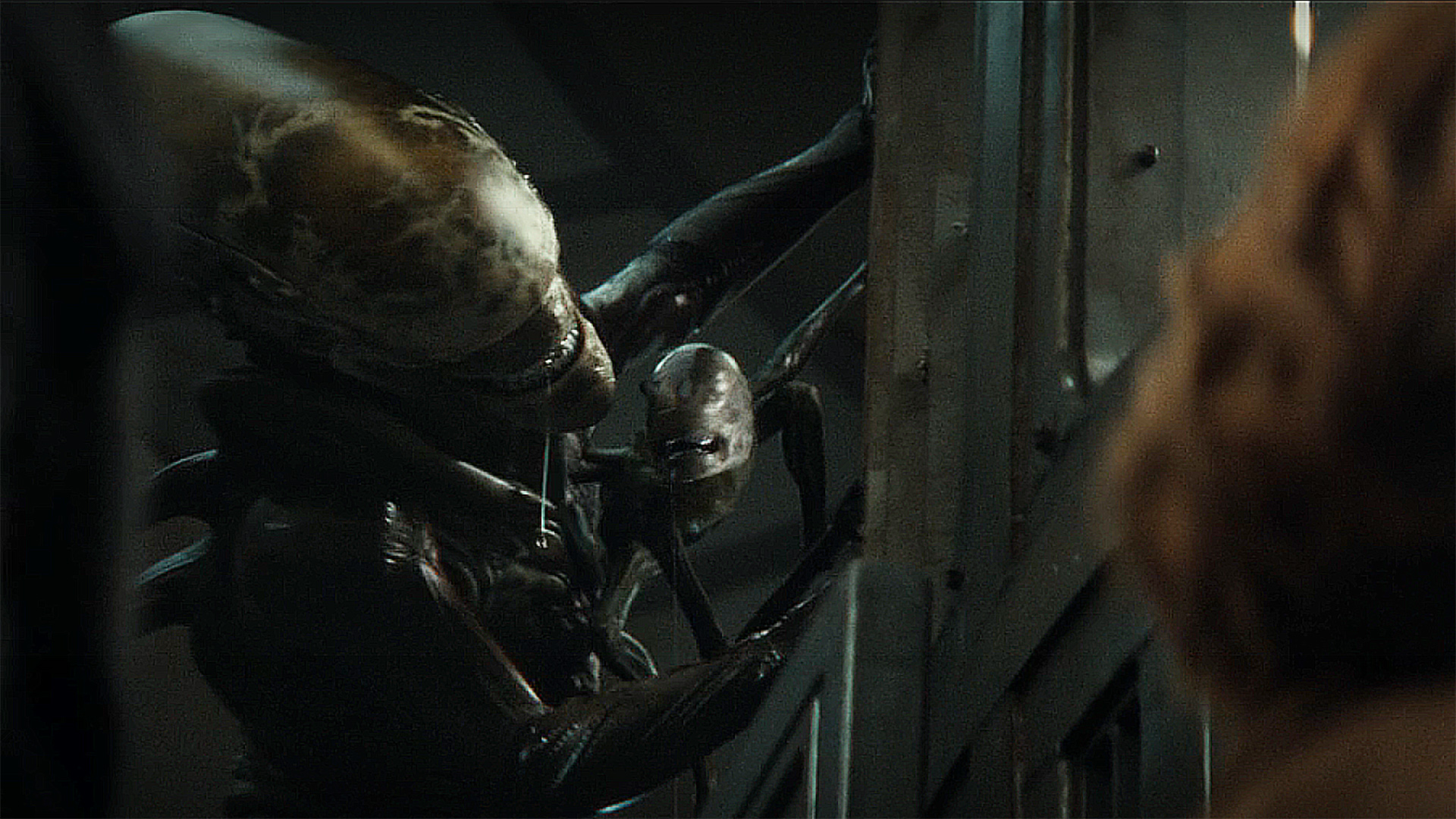 The two xenomorphs suspended on the side of a prison cell in Alien: Earth Season 1 Episode 8