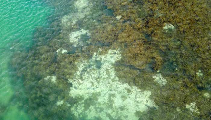 A drone view shows bleached corals at the Costa dos Corais reef, in Japaratinga, Alagoas state, Brazil, April 16, 2024. — Reuters