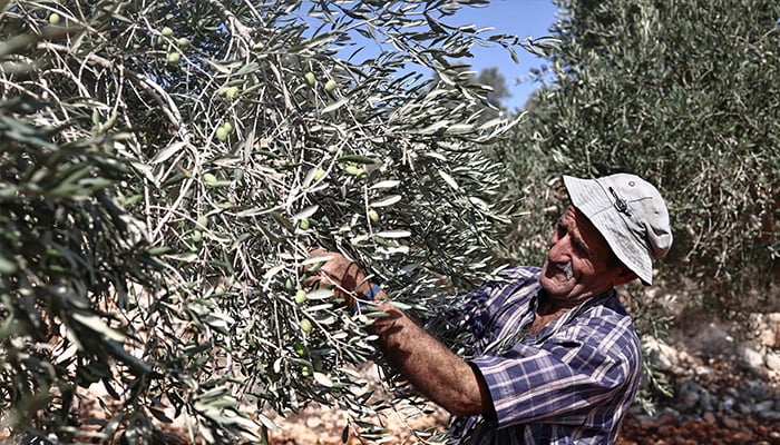 A Palestinian harvests olives in the Palestinian town of Birzeit, north of Ramallah, in the Israeli-occupied West Bank, October 23, 2025. — AFP