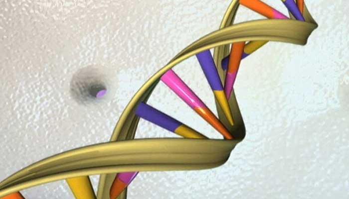 A DNA double helix is visible in an undated artist's illustration released by the National Human Genome Research Institute to Reuters on May 15, 2012. — Reuters