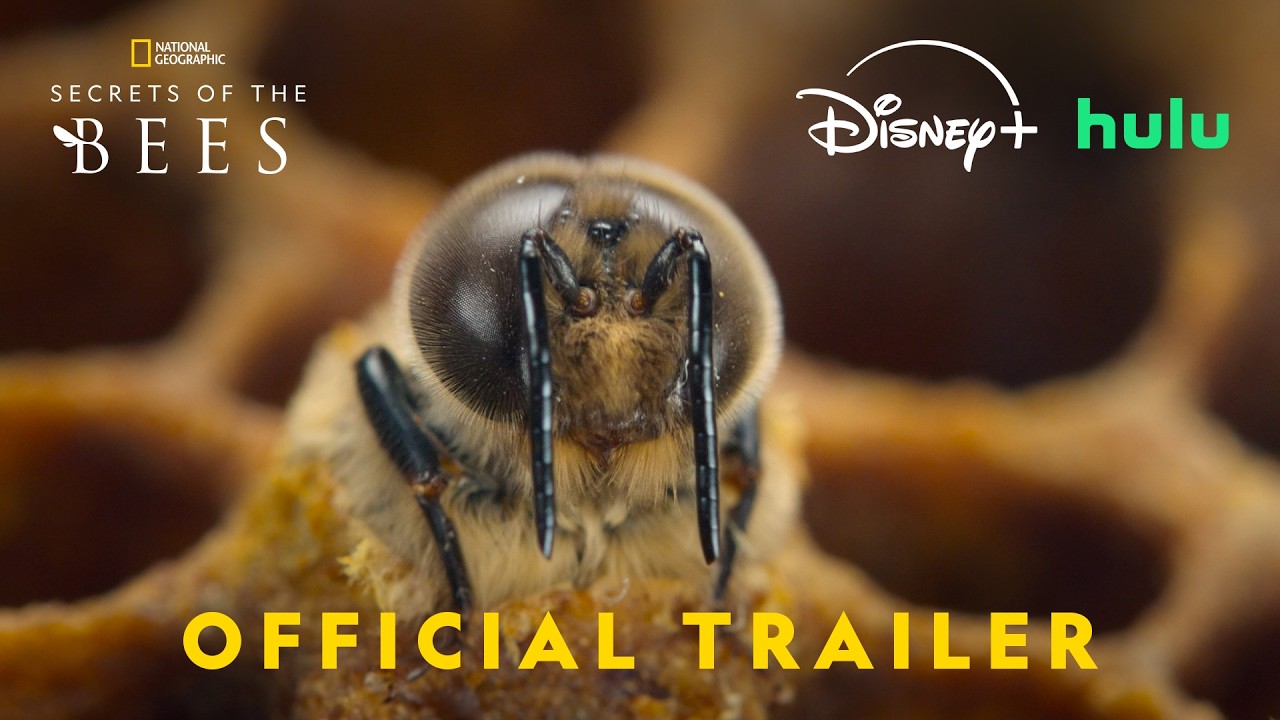 Secrets of bees | Official trailer | Reported by Bertie Gregory | National Geographic - YouTube