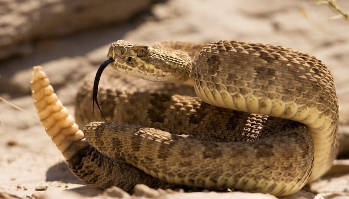 A prairie rattlesnake warns approaching hikers with a swish of its tail in Dinosaur Provincial Park, Alberta, in this photo taken August 7, 2008. — Reuters