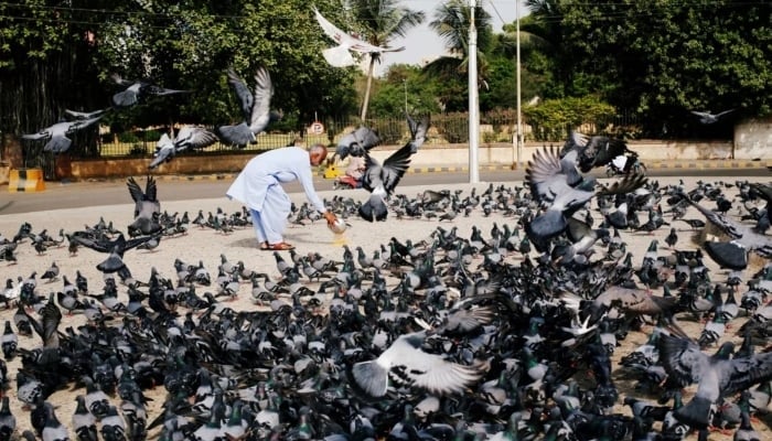 A man distributes a bucket of food for pigeons in Karachi, June 1, 2018. — Reuters