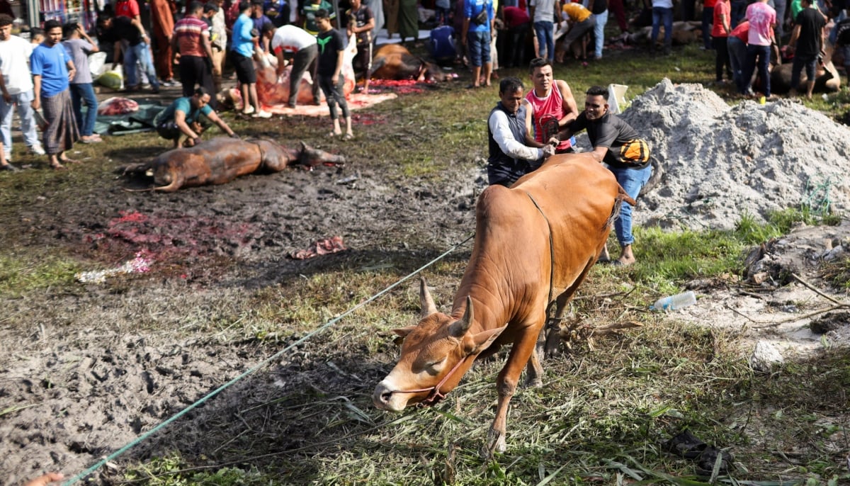 Muslim men tie up a sacrificial animal before it is slaughtered, during a ritual during Eid ul Adha celebrations, in Ampang, Malaysia, May 27, 2026. — Reuters