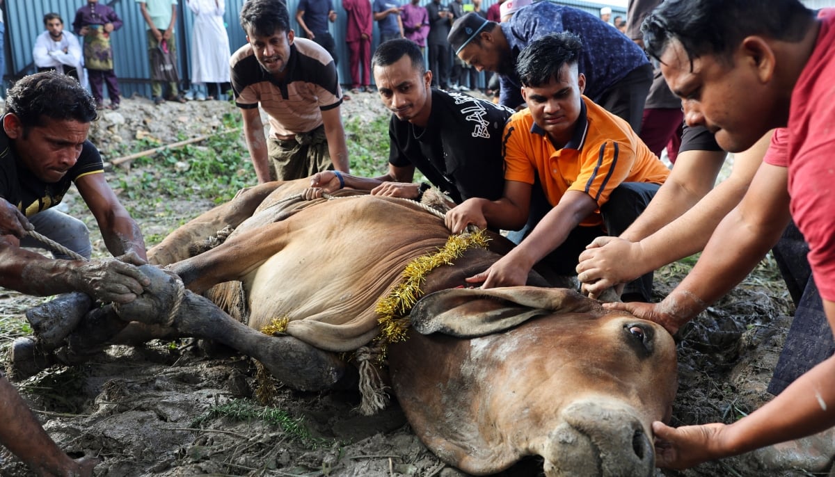 Muslim men tie up a sacrificial animal before it is slaughtered, during a ritual during Eid ul Adha celebrations, in Ampang, Malaysia, May 27, 2026. — Reuters