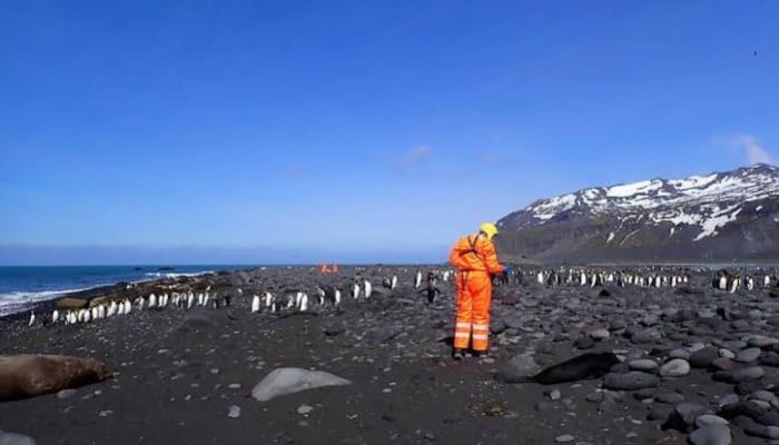 This undated photo released by the Australian Antarctic Division on June 18, 2026 shows an Australian Antarctic Program wildlife team assessing the site of a southern elephant seal die-off on Heard Island, where a pathogenic strain of bird flu has killed more than 13,000 baby elephant seals. -AFP