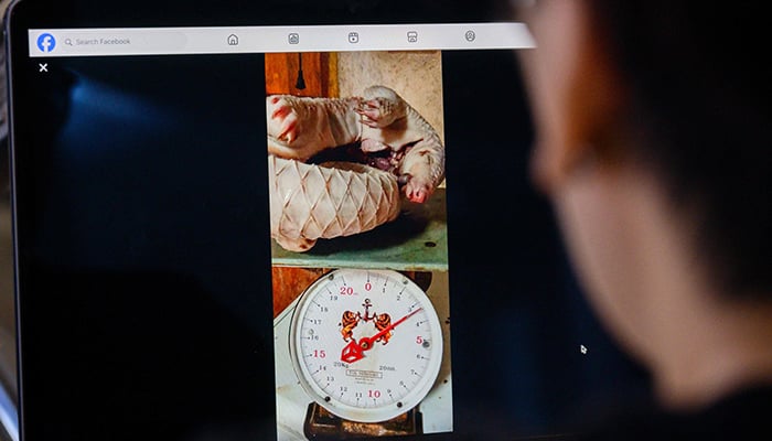 This photo illustration taken in Bangkok on June 25, 2026 shows a person using a laptop to view a Facebook post offering a dead pangolin curled up on a scale for sale. -AFP